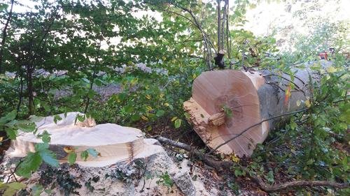 Frisch gefällte Buche mit hellem Stammquerschnitt